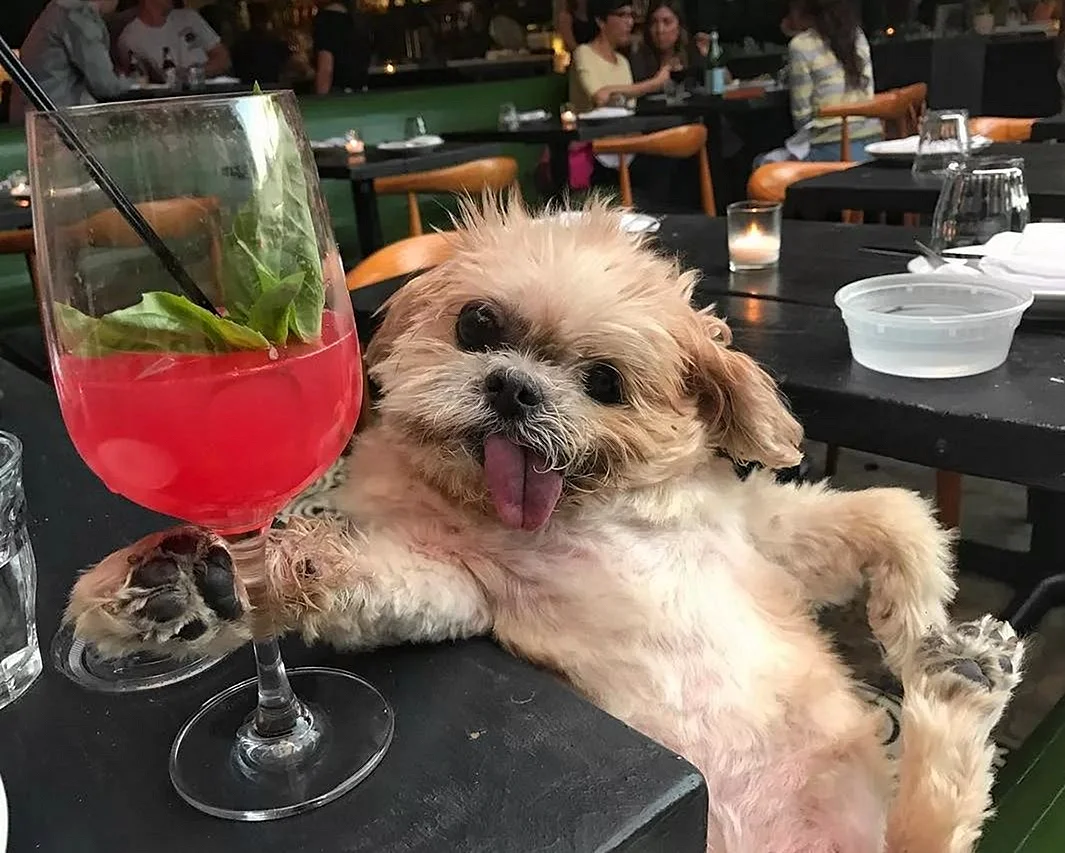 Собака с коктейлем