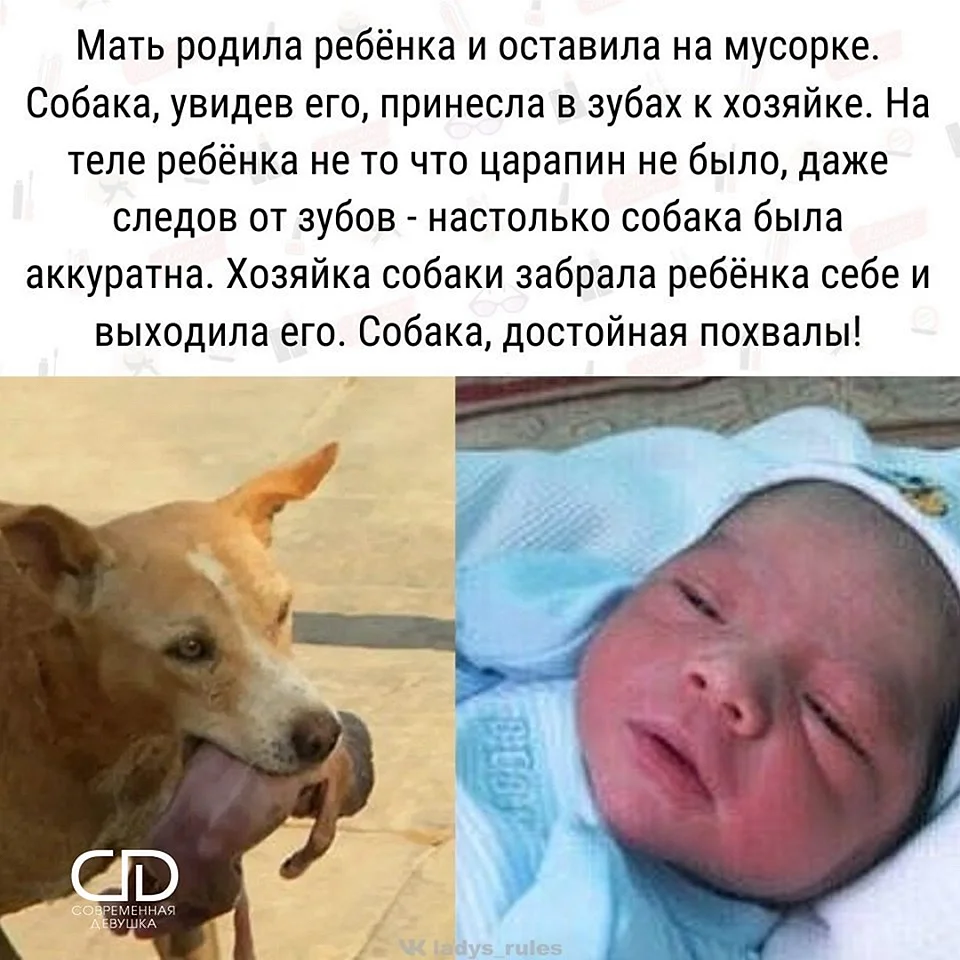 Собака спасла младенца