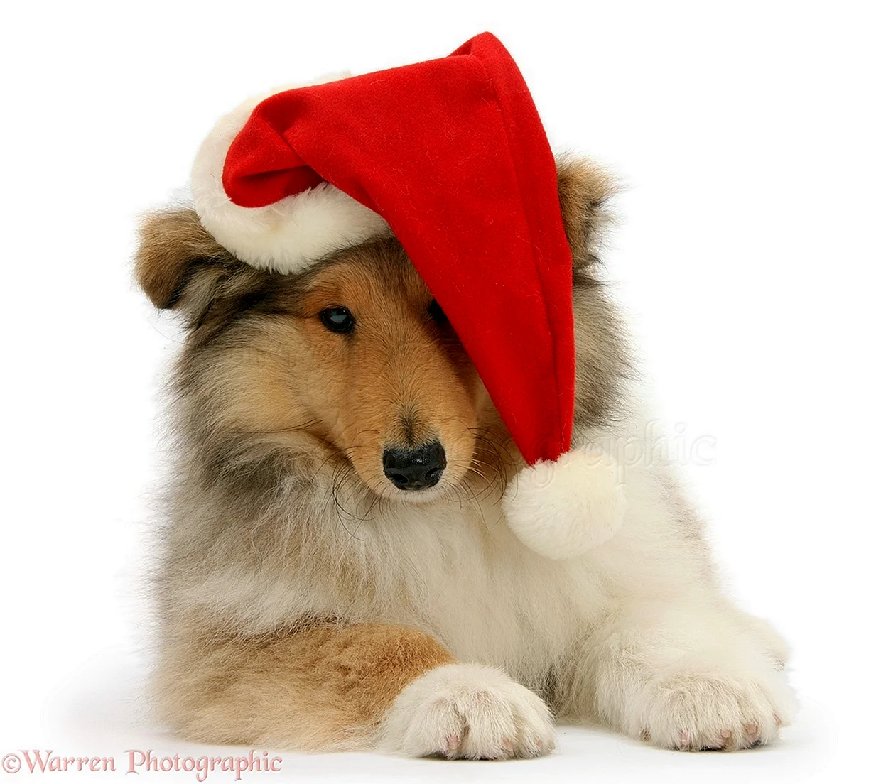 Собака в шапке Деда Мороза