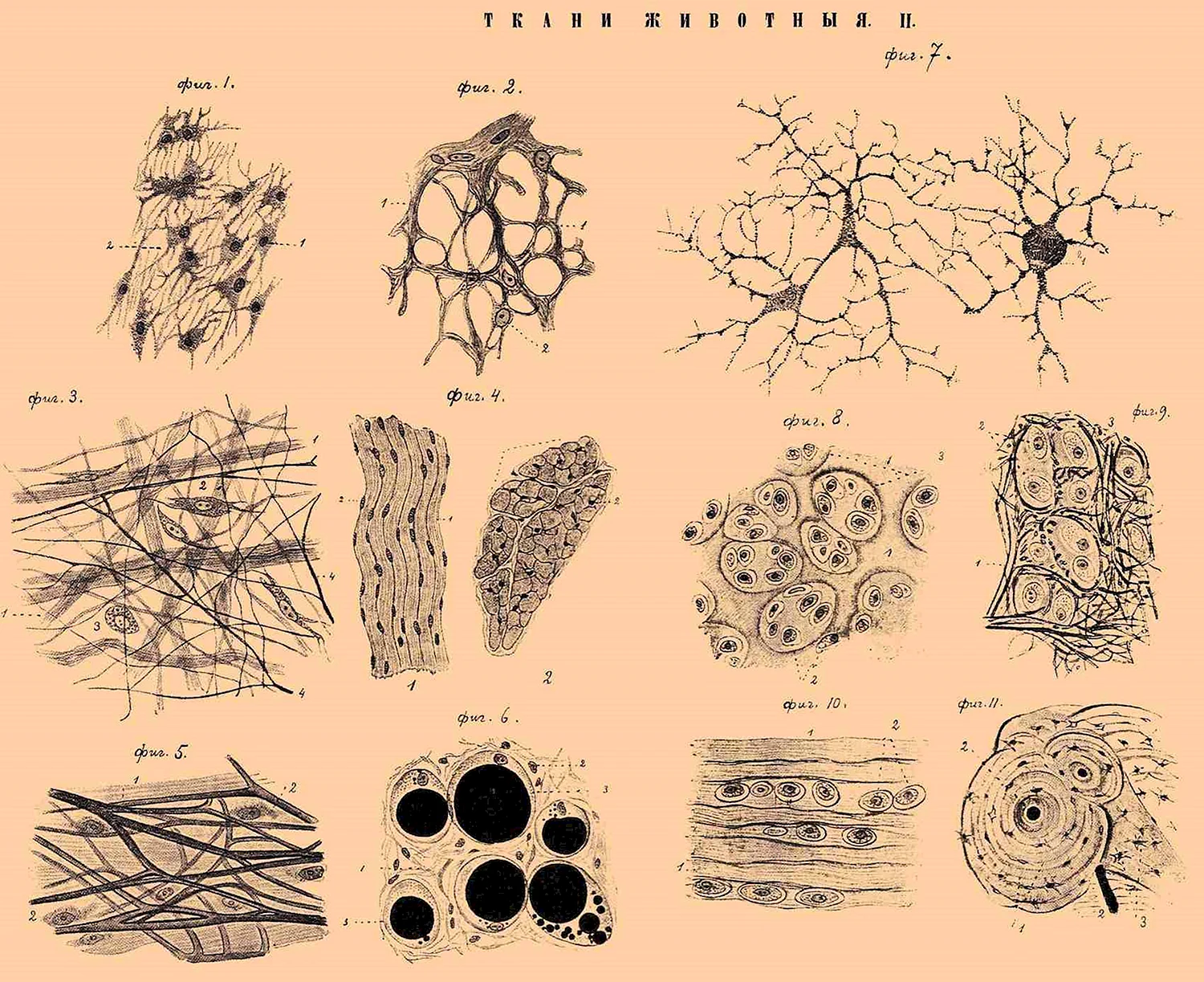 Соединительная ткань в организме животного