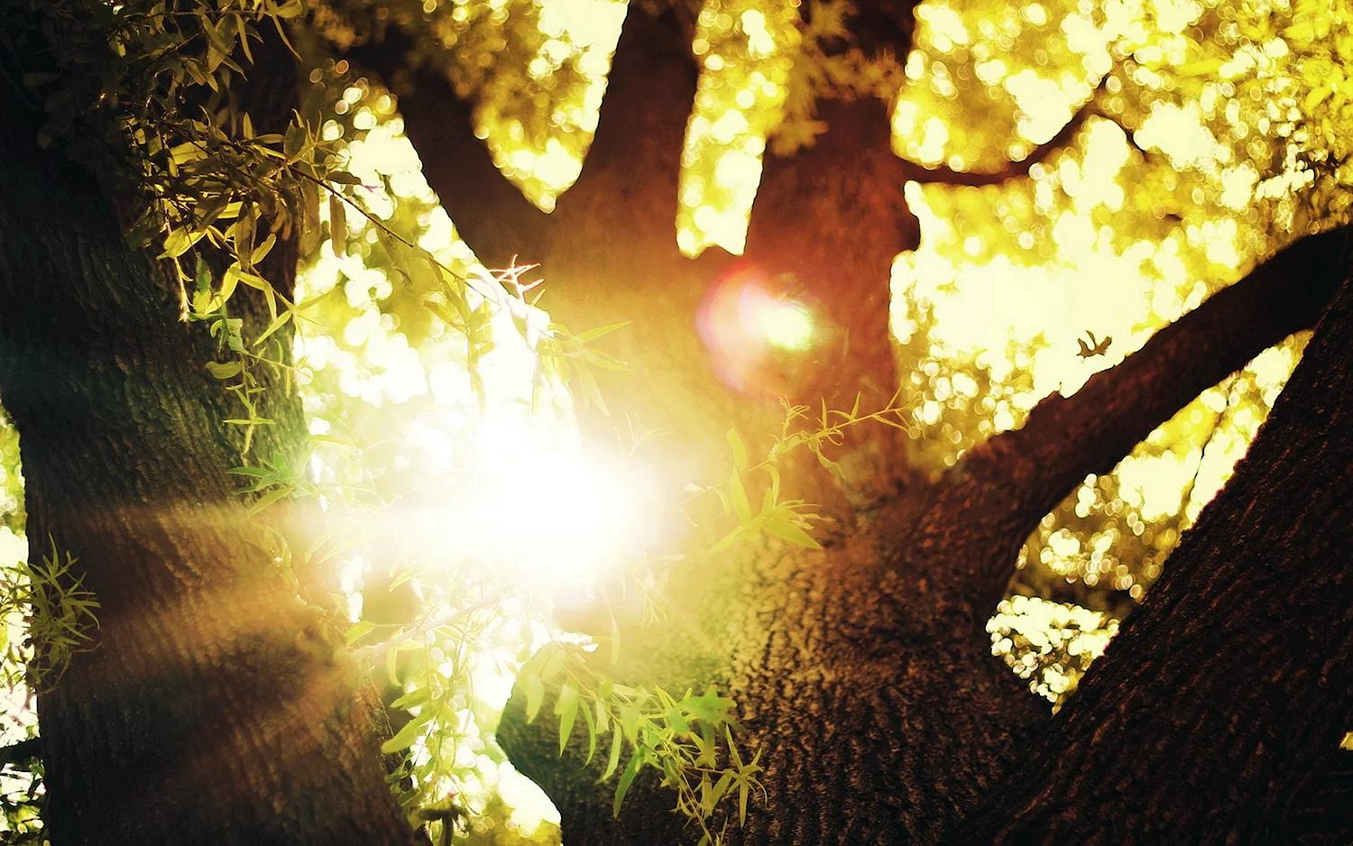 Солнце сквозь деревья