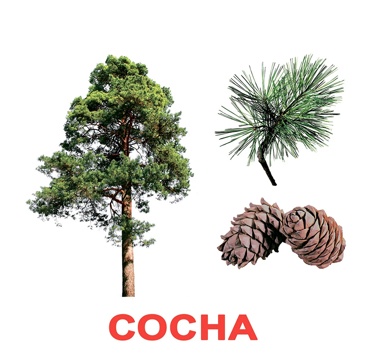 Сосна для детей