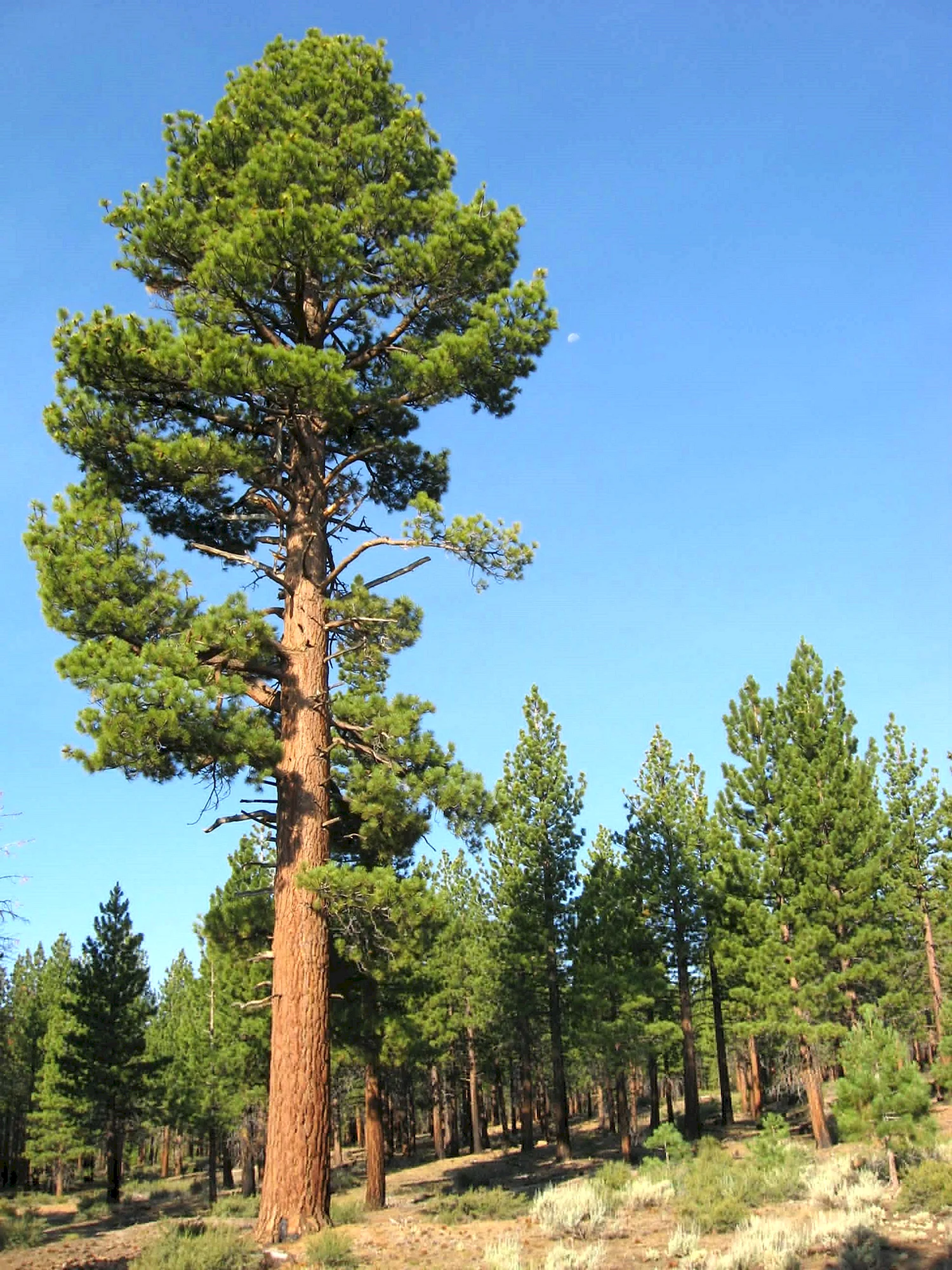 Сосна обыкновенная Pinus Sylvestris l