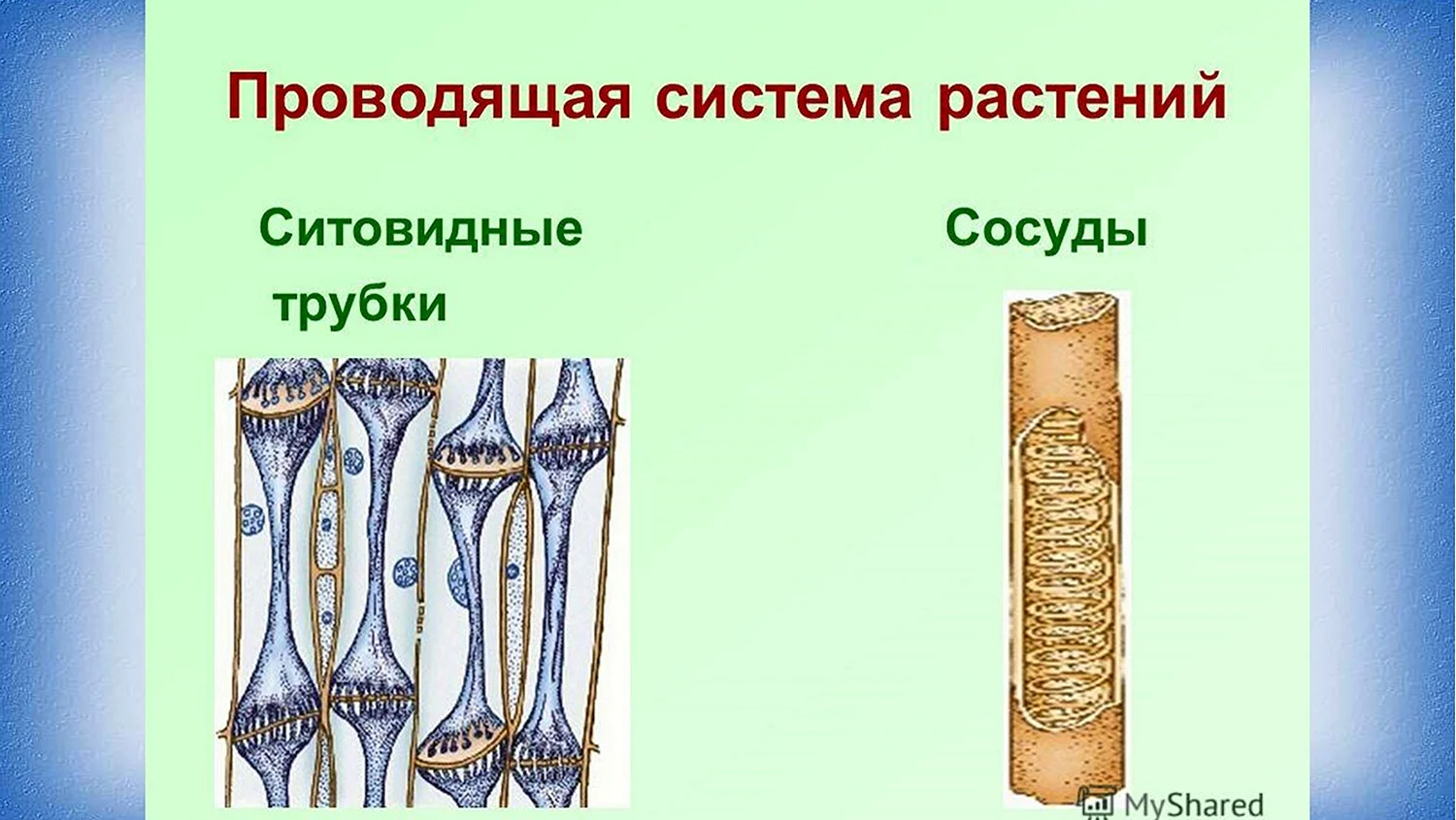 Сосуды древесины и ситовидные трубки