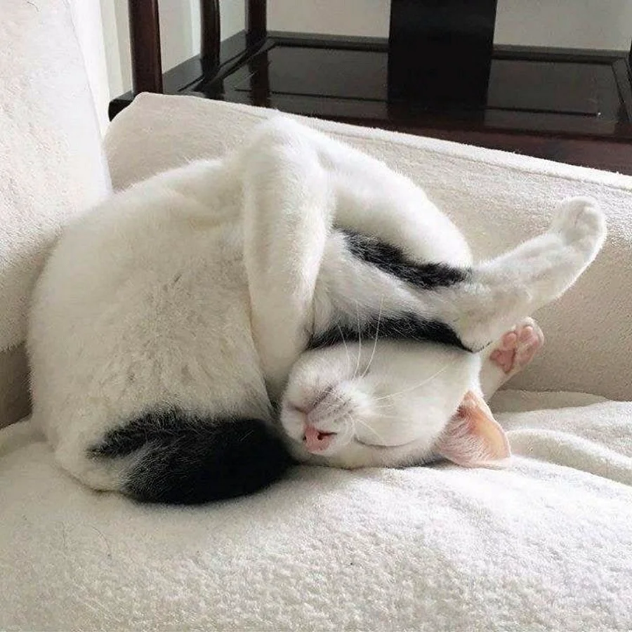 Спящий кот