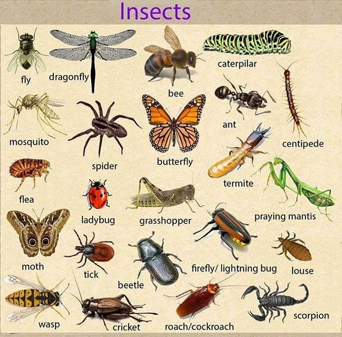 Список насекомых на английском