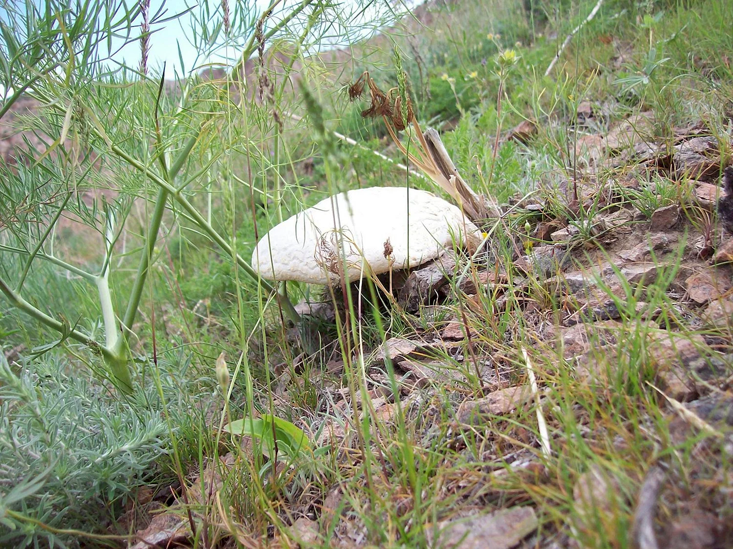 Степной белый гриб в Узбекистане