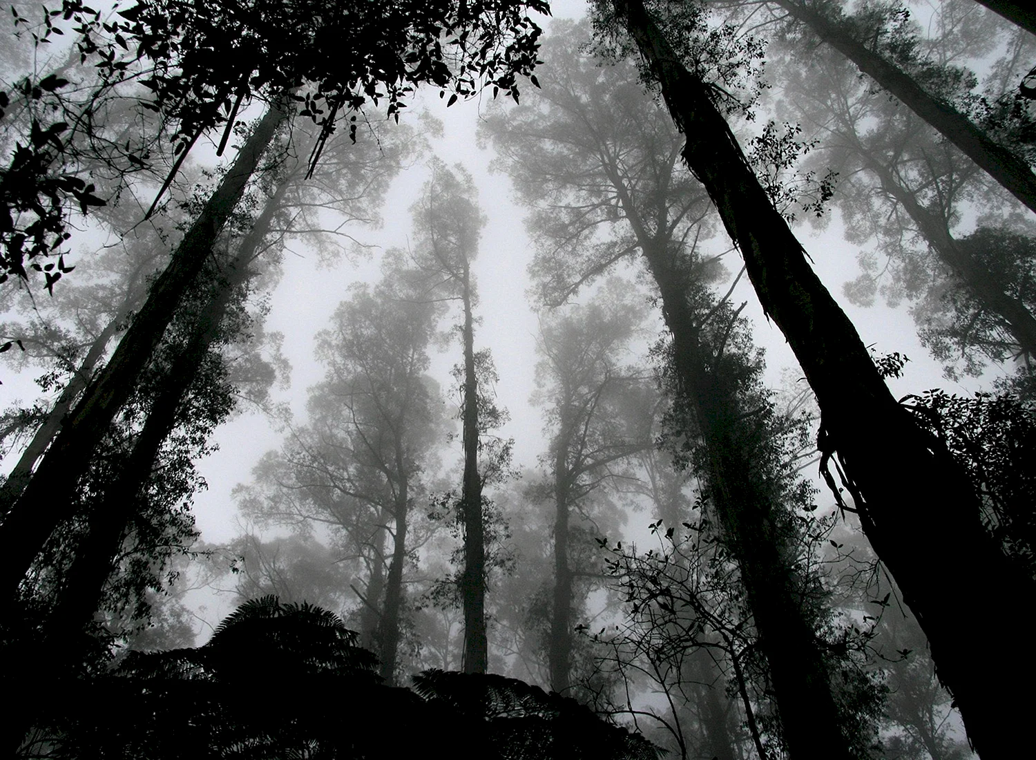 Страшный лес Эстетика