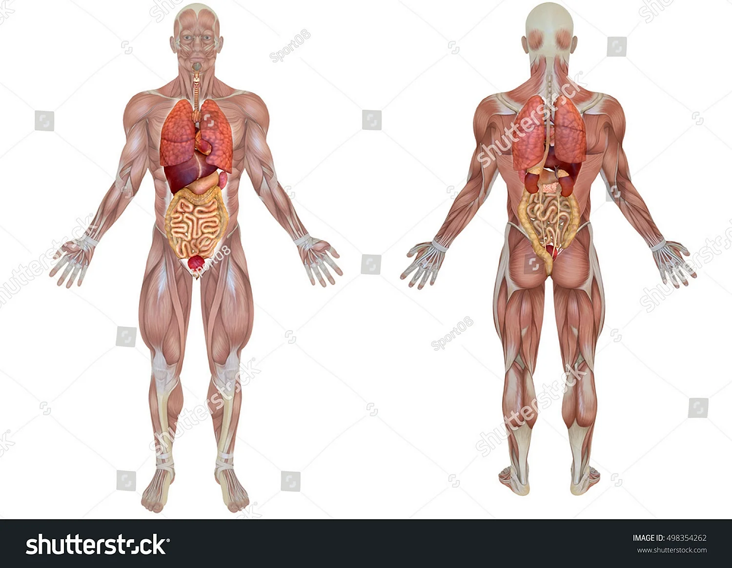 Строение человека спереди и сзади внутренние органы