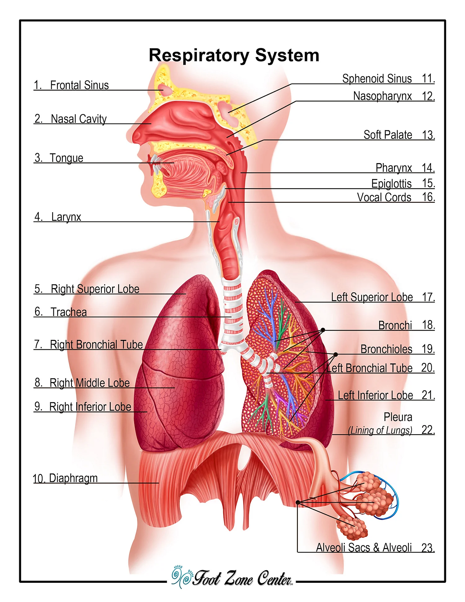 Строение дыхательной системы