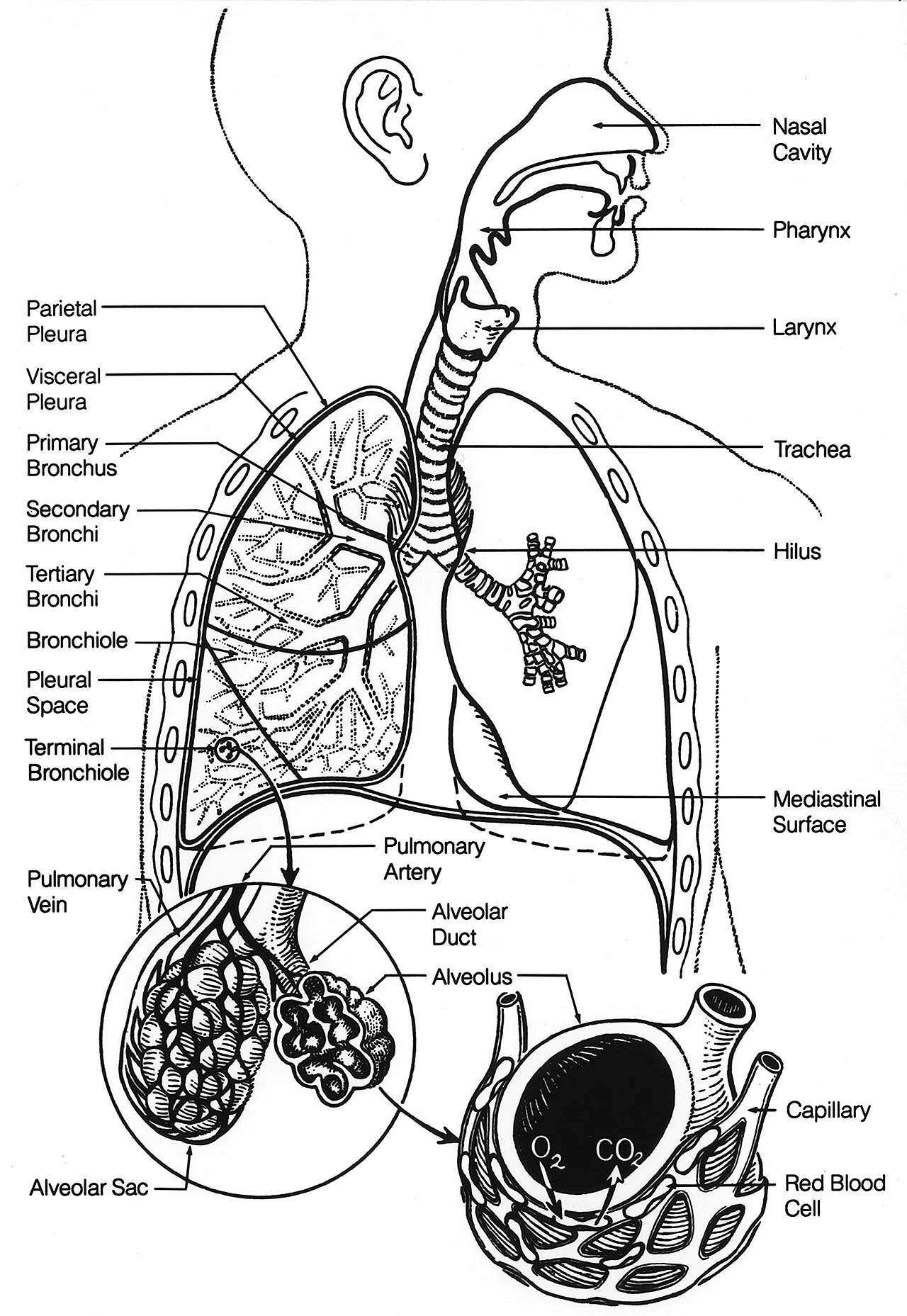 Строение дыхательной системы человека схема