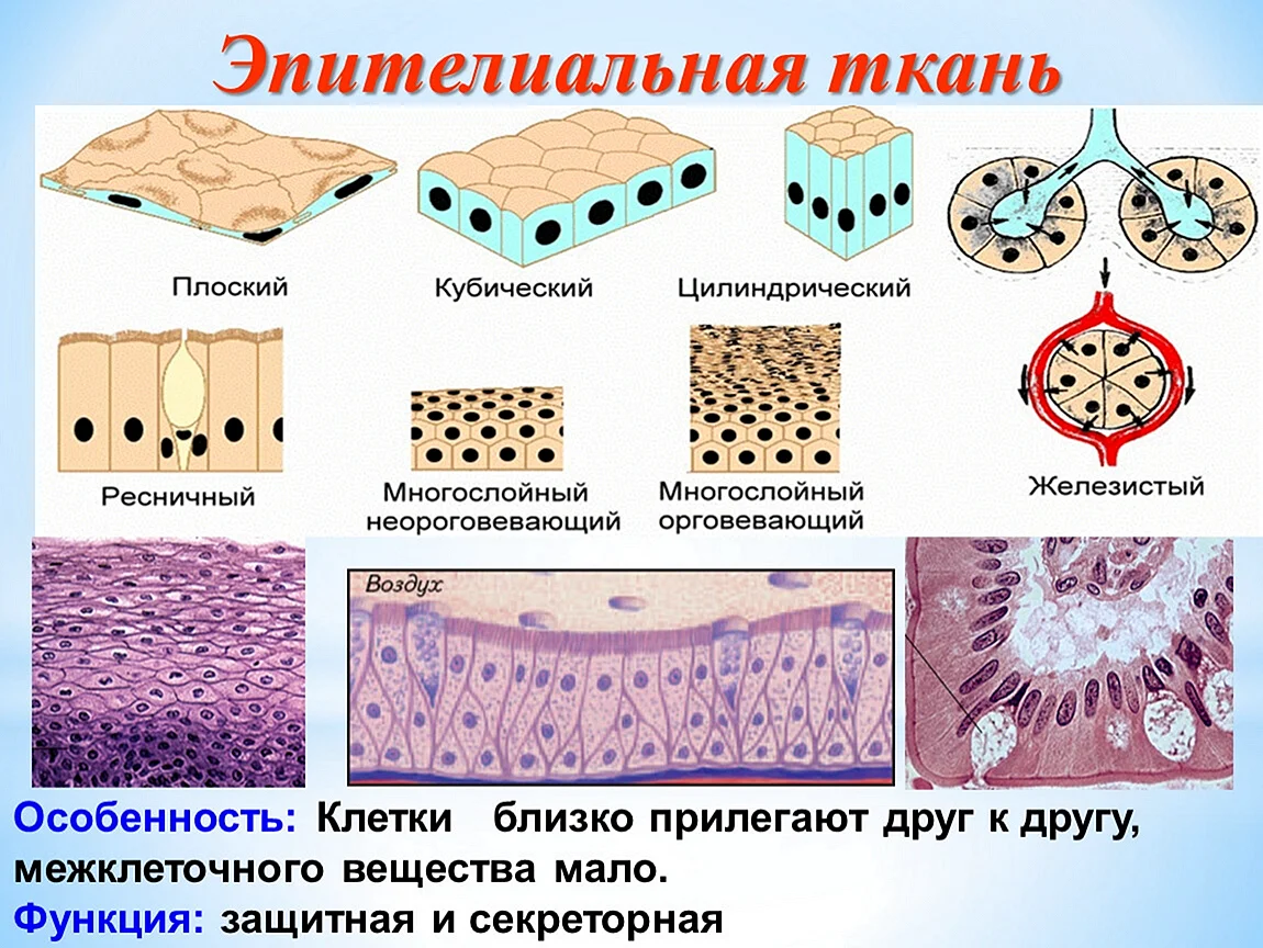 Плотная многослойная. Строение эпителиальной ткани анатомия. Эпителий ткань человека ЕГЭ биология. Типы эпителиальной ткани у человека. Строение покровной эпителиальной ткани.