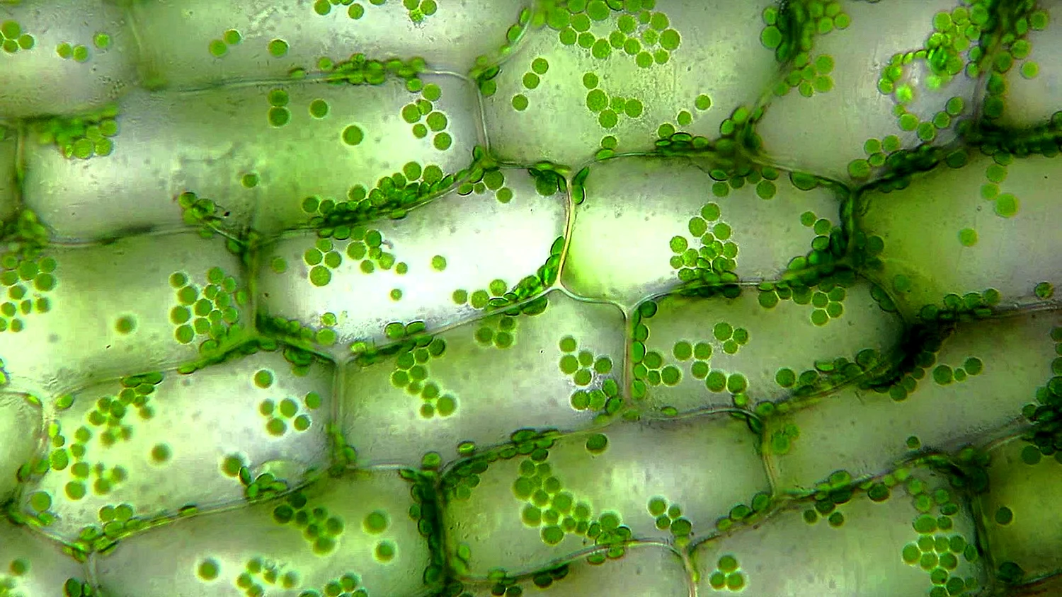 Строение фотосинтезирующей ткани растений