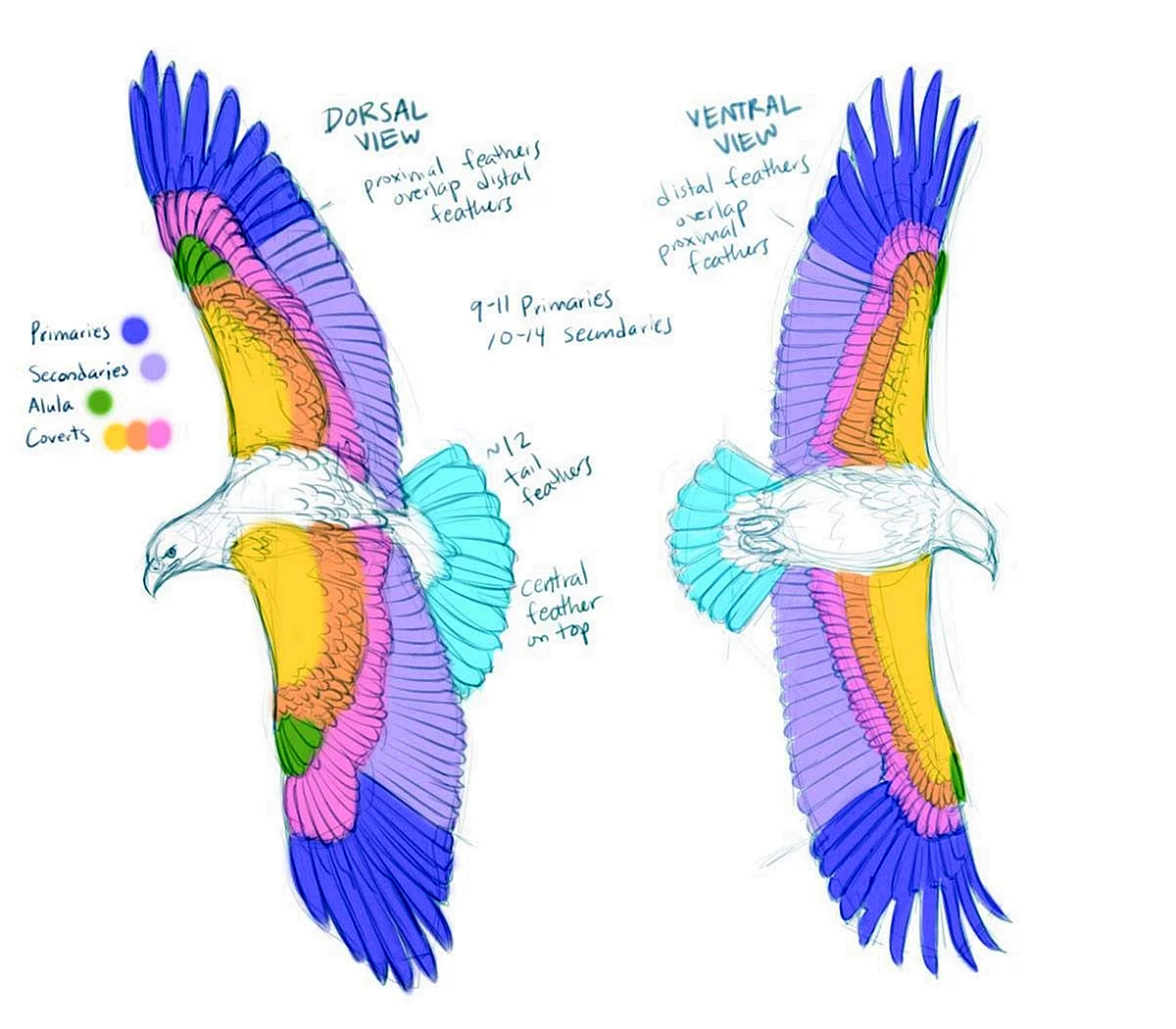 Строение крыла птицы референс