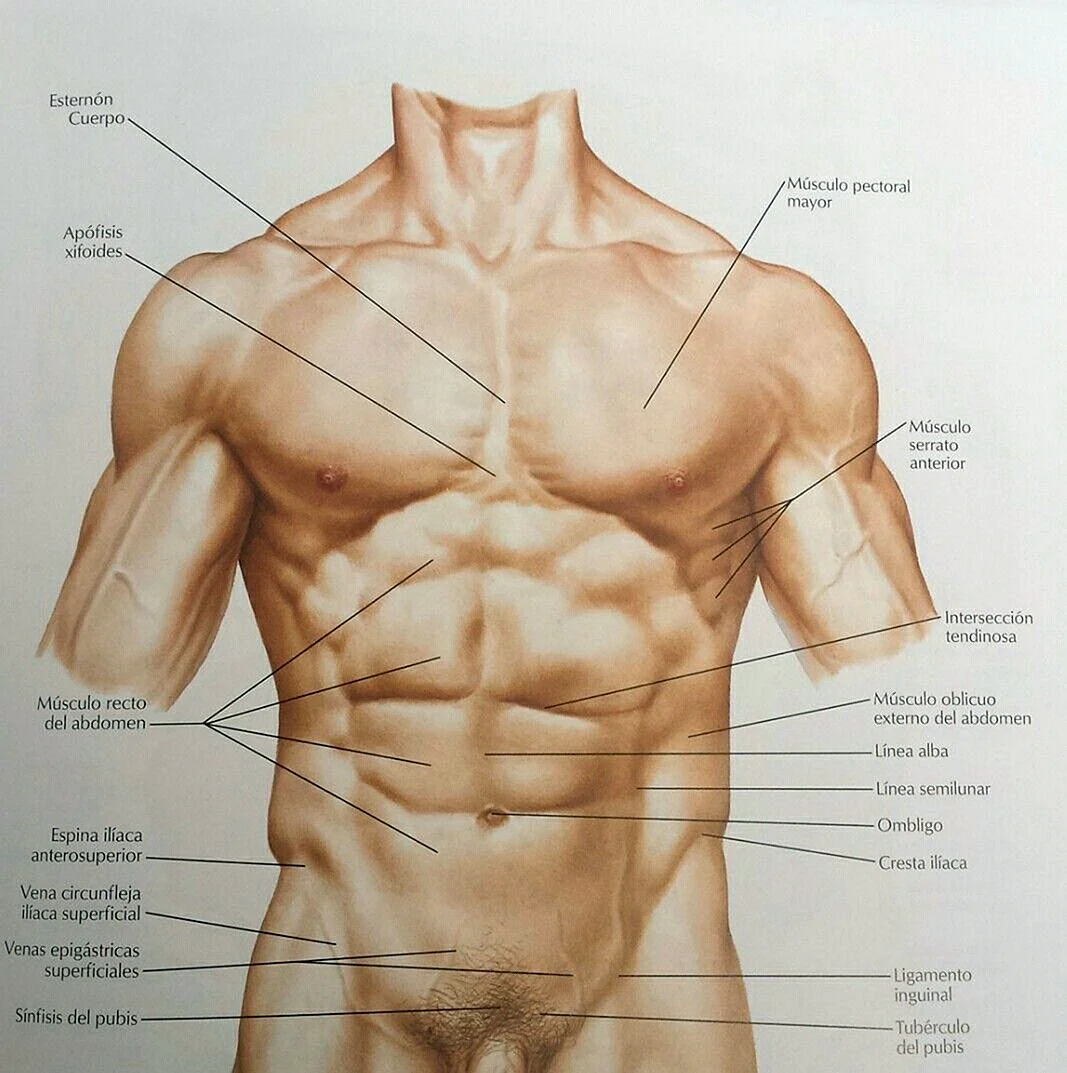 Строение мужского тела