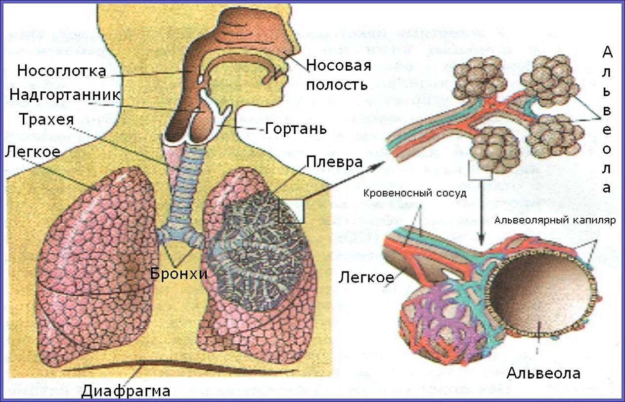 Структуры дыхательной системы