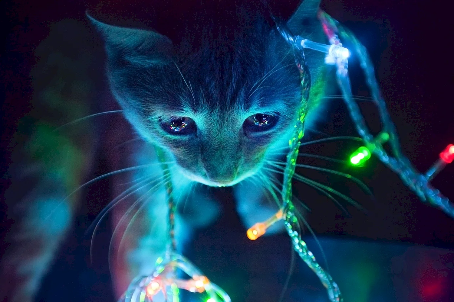 Светящиеся кот
