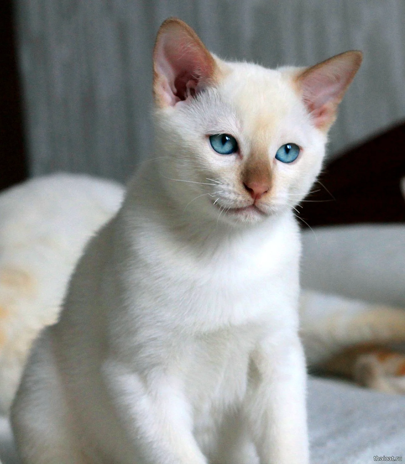 Тайская кошка крем Пойнт