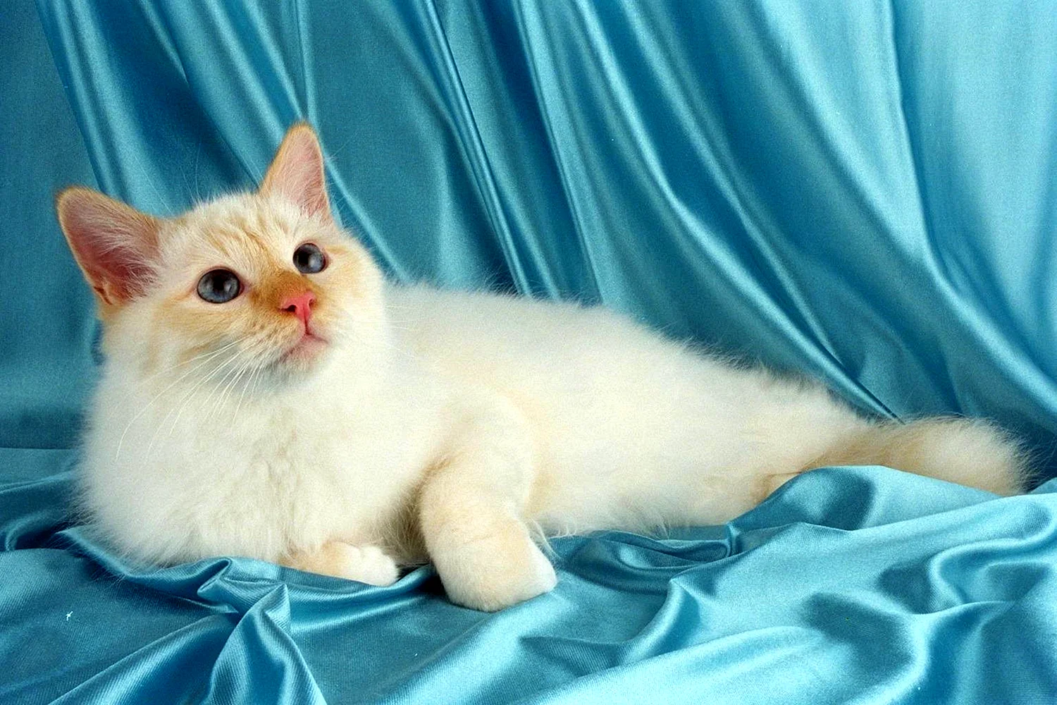 Тайская кошка ред Пойнт
