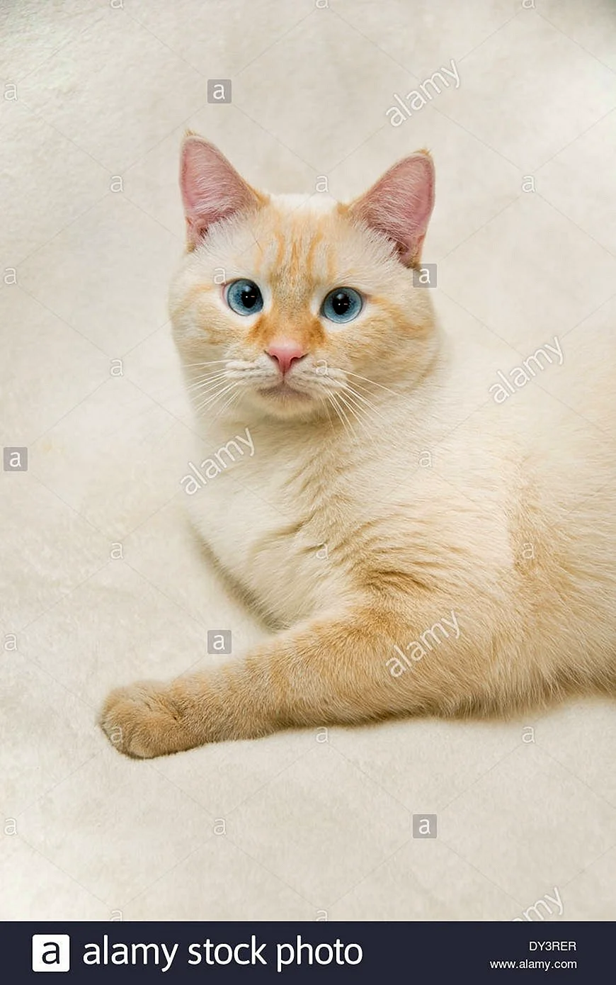 Тайская кошка редпоинт