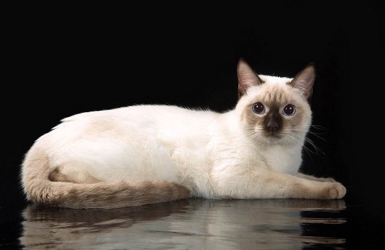 Тайский кот крем Пойнт