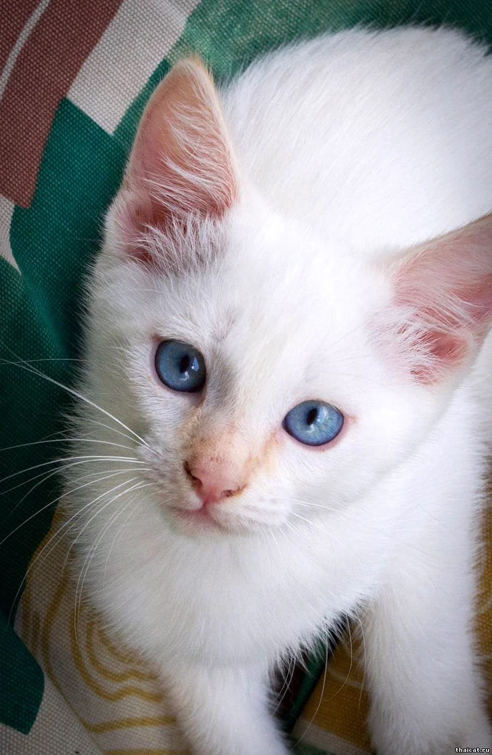 Тайский Сиам кот бело рыжий