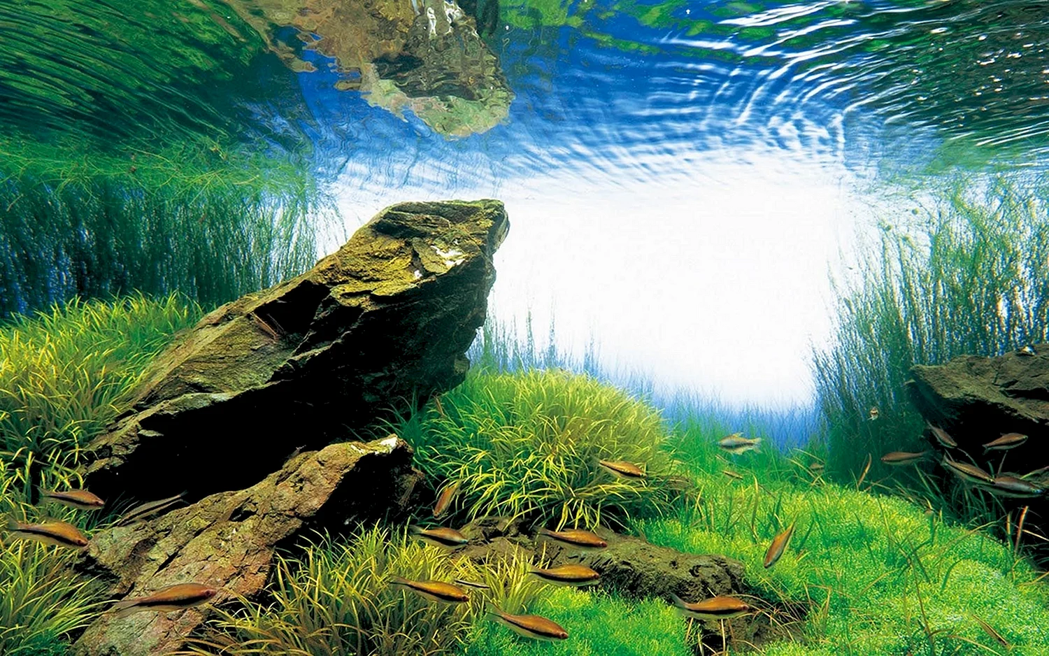 Такаши Амано аквариумы