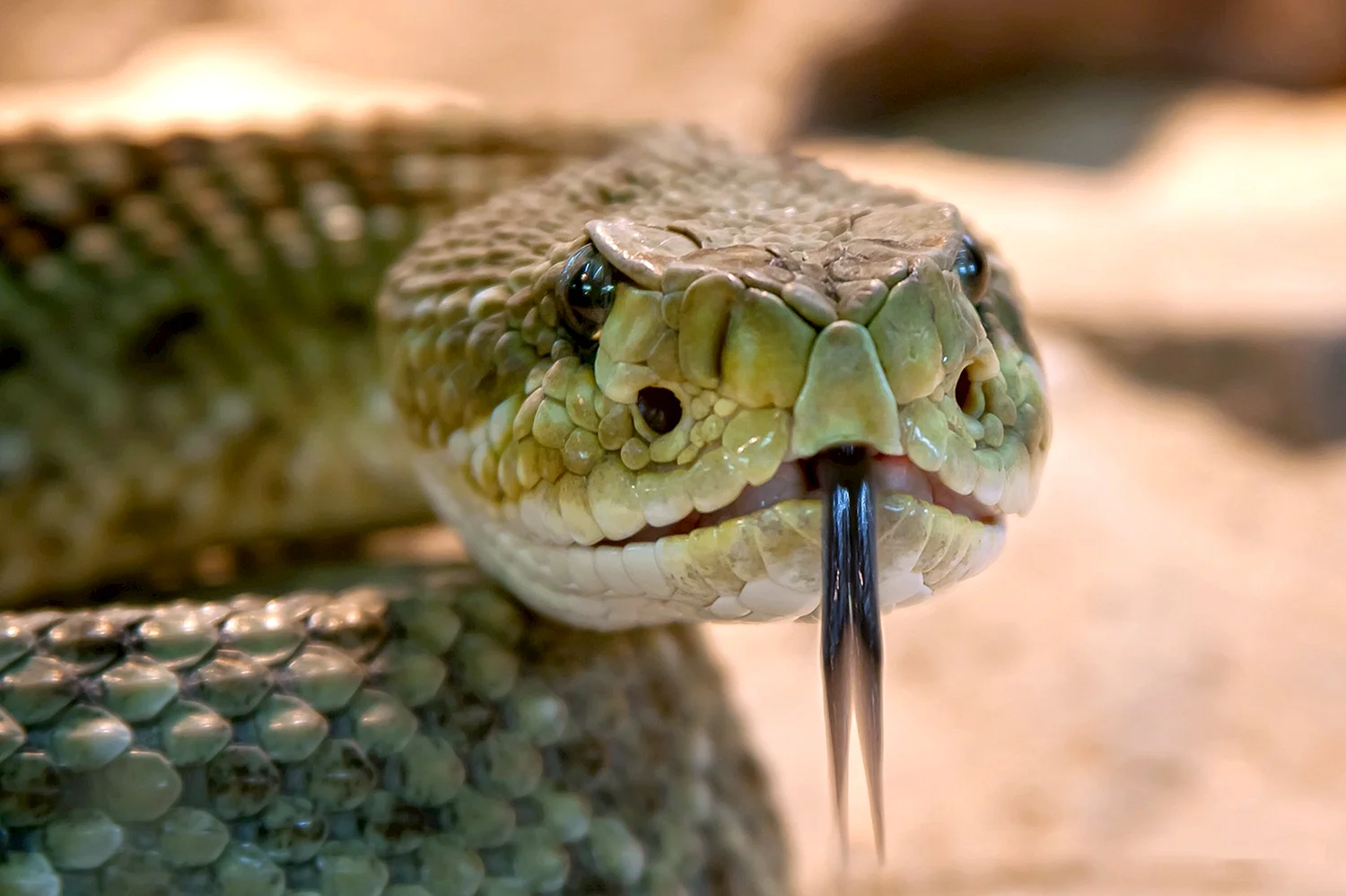 Техасский гремучник змея