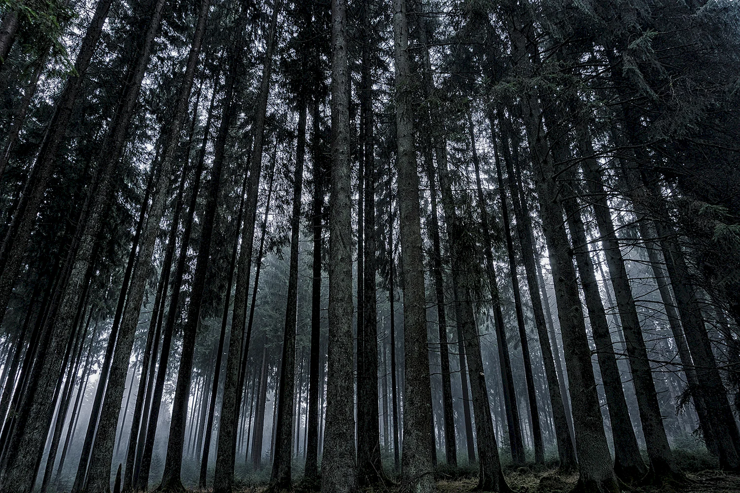 Темный лес секвойи Эстетика