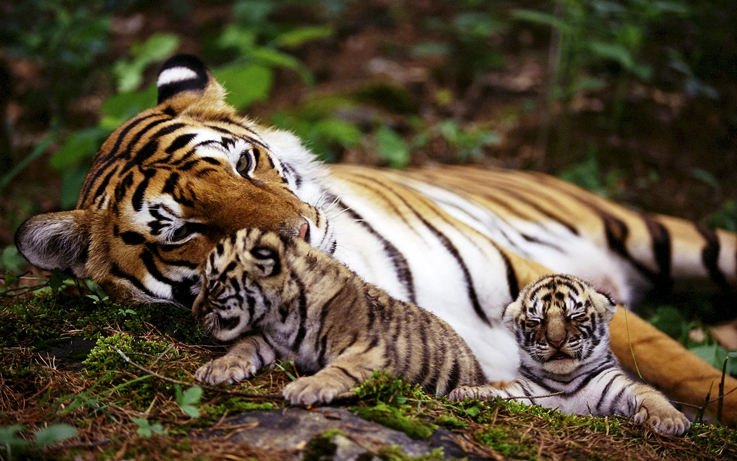 Тигр бенгальский (Новосибирский зоопарк)