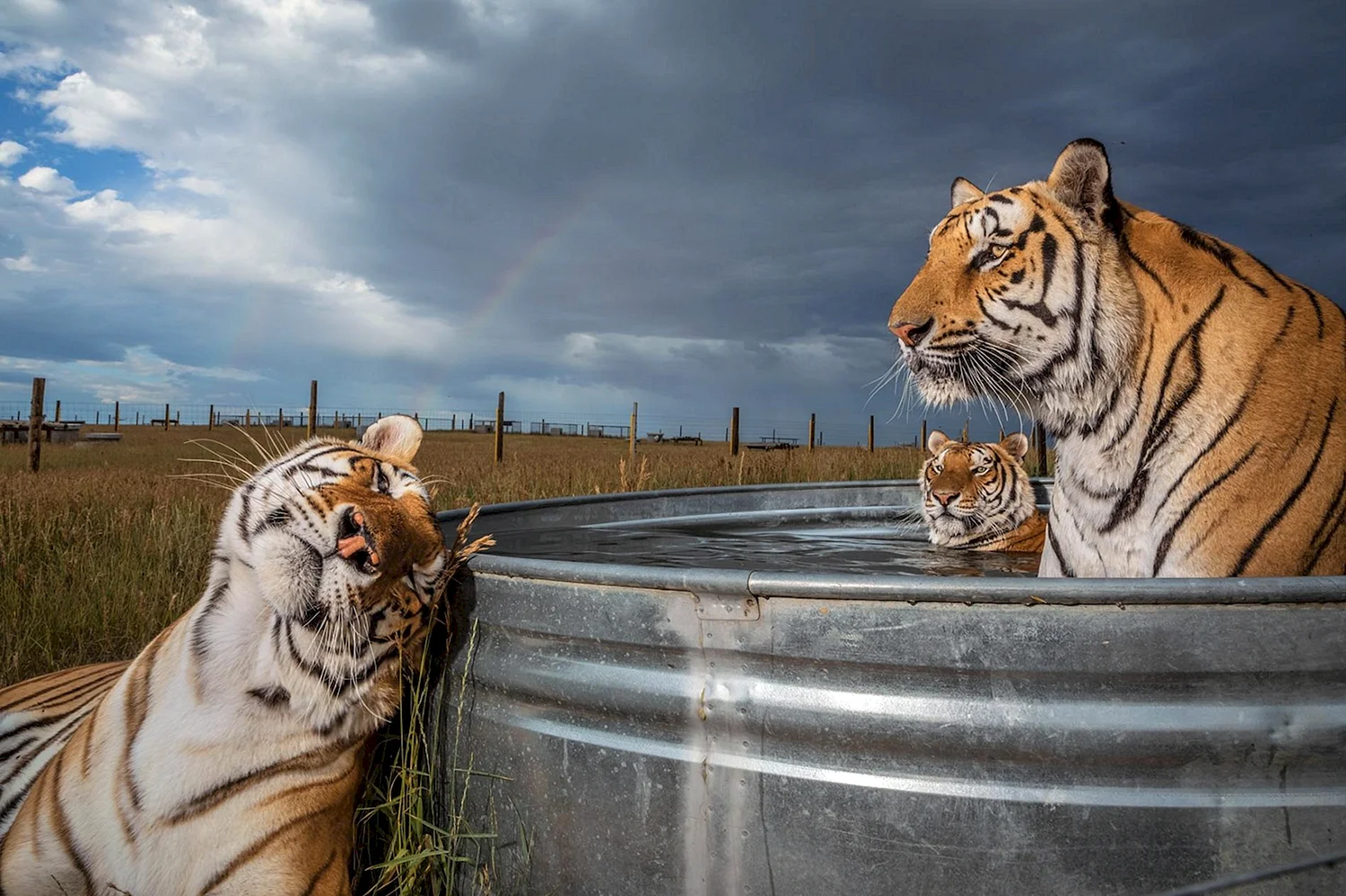Тигр National Geographic