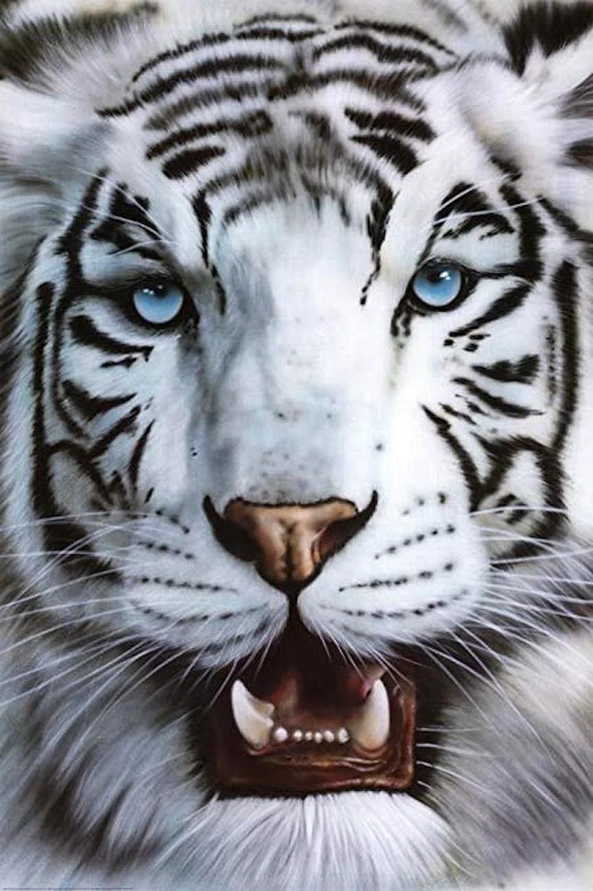 Тигр с голубыми глазами