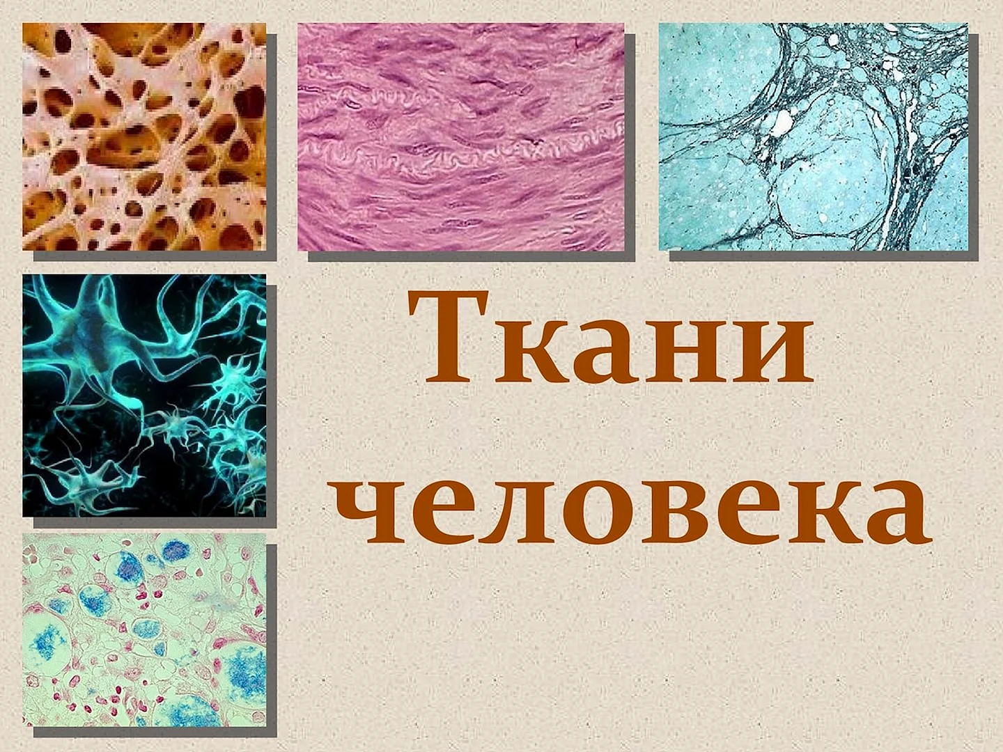Три группы клеток. Ткани человека 8 класс биология. Ткани животных. Тема ткани. Животные ткани.