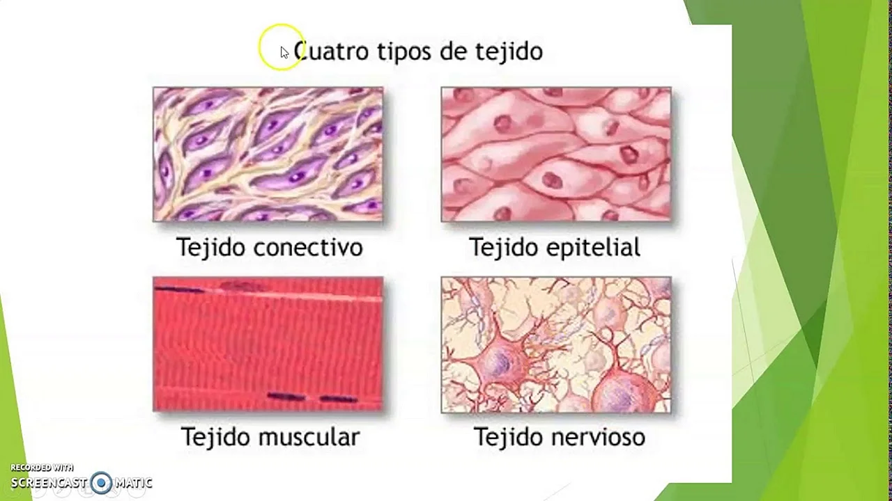 Ткани эпителиальная соединительная мышечная нервная рисунки