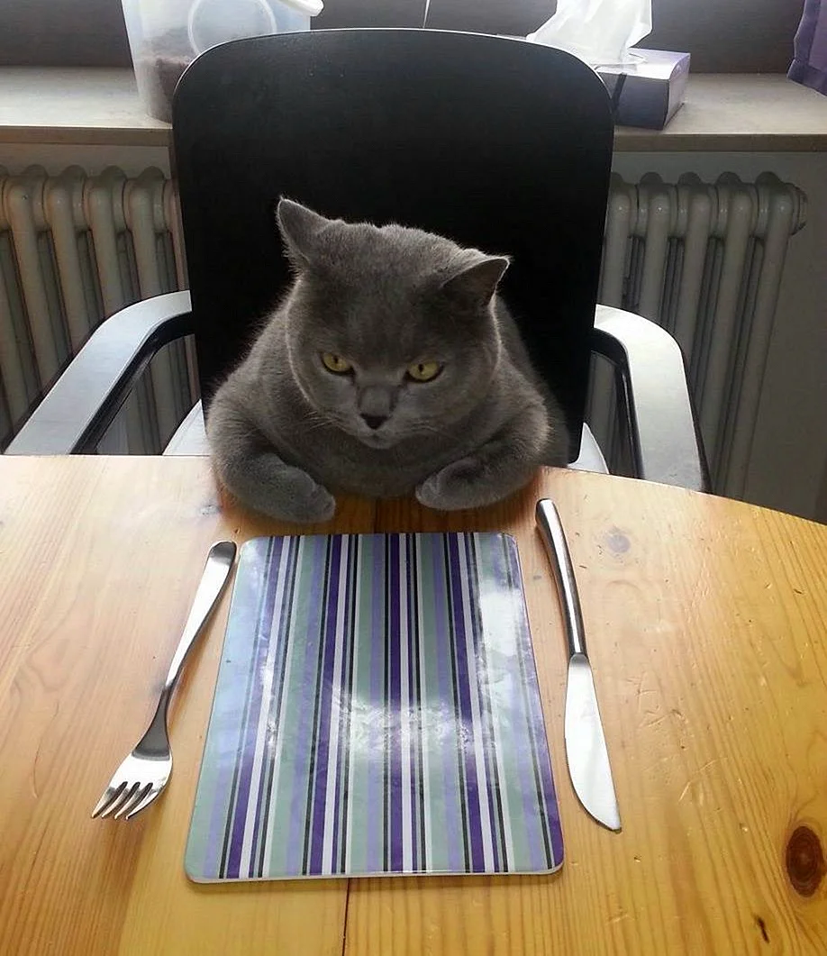 Толстый кот ждет еду