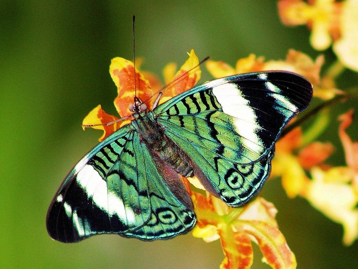Тропическая бабочка Марго