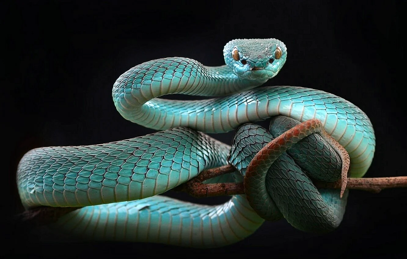 Цейлонская куфия змея