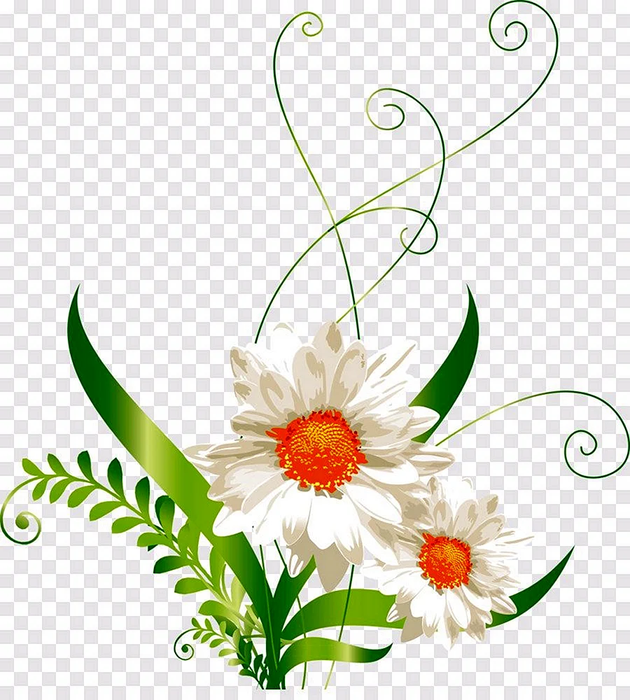 Цветок Ромашка на прозрачном фоне