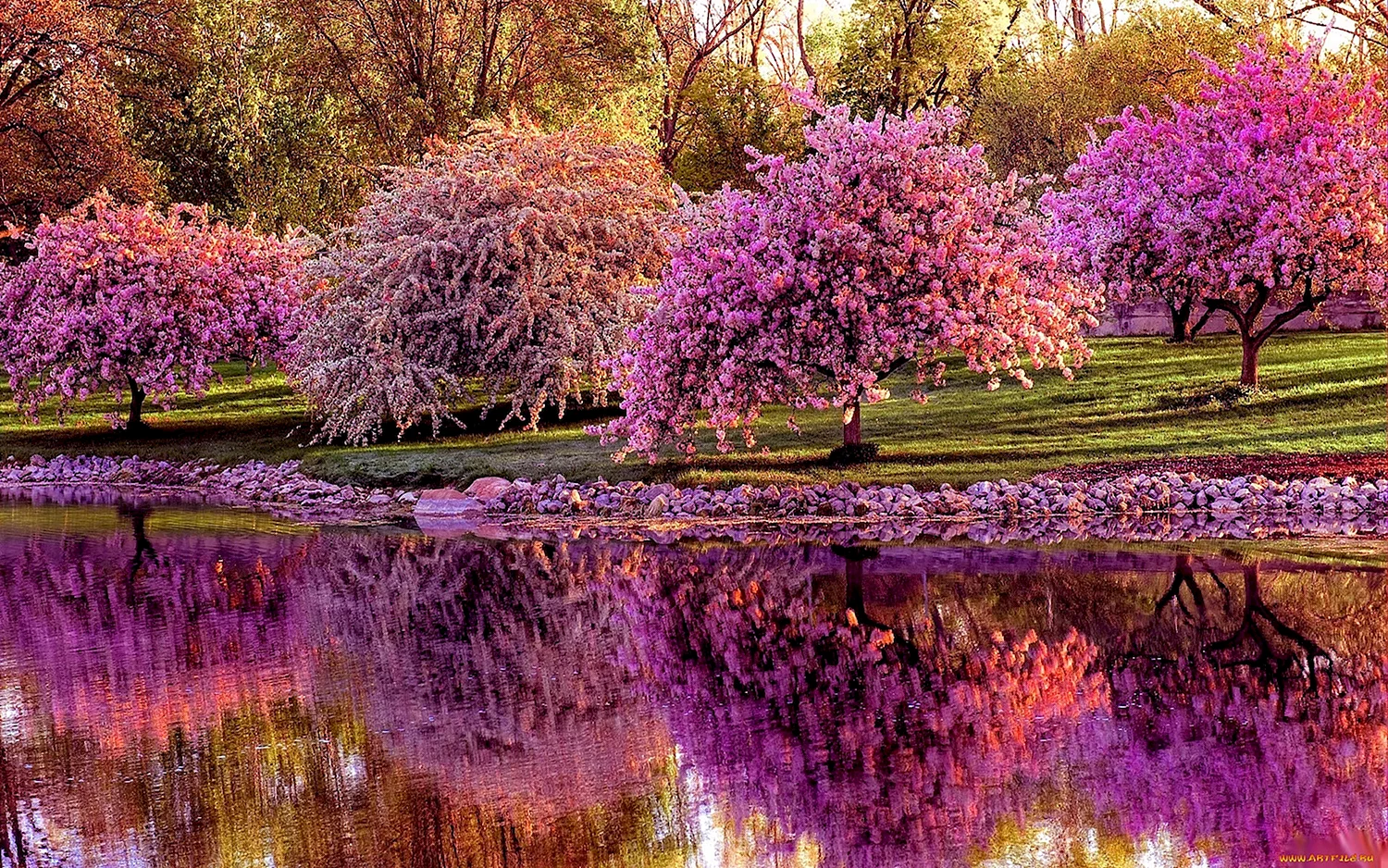 Цветущее дерево джакаранда