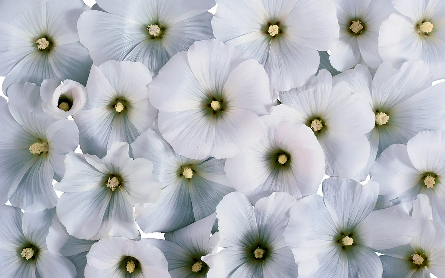 Цветы лаватера белая