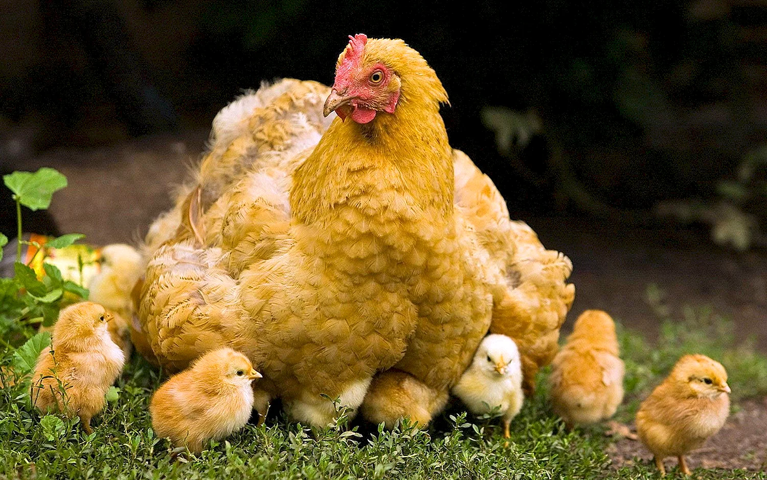 Цыплята кохинхин