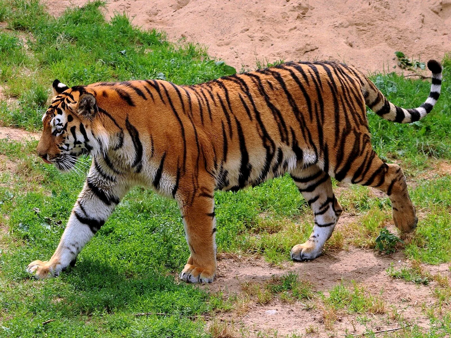 Туранский тигр
