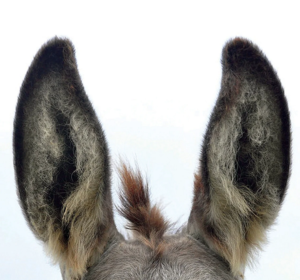 Уши осла