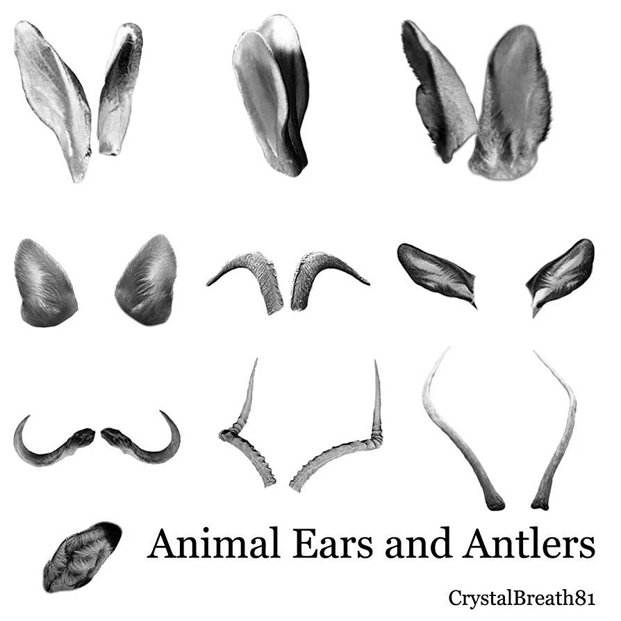 Уши разных животных