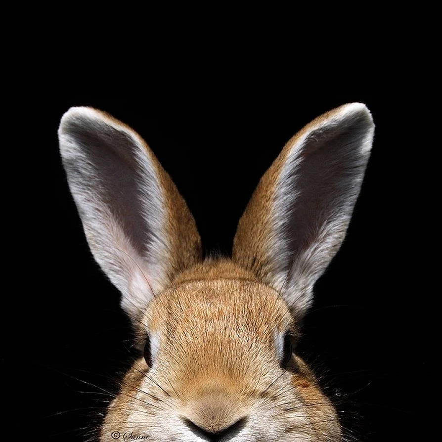 Уши зайца
