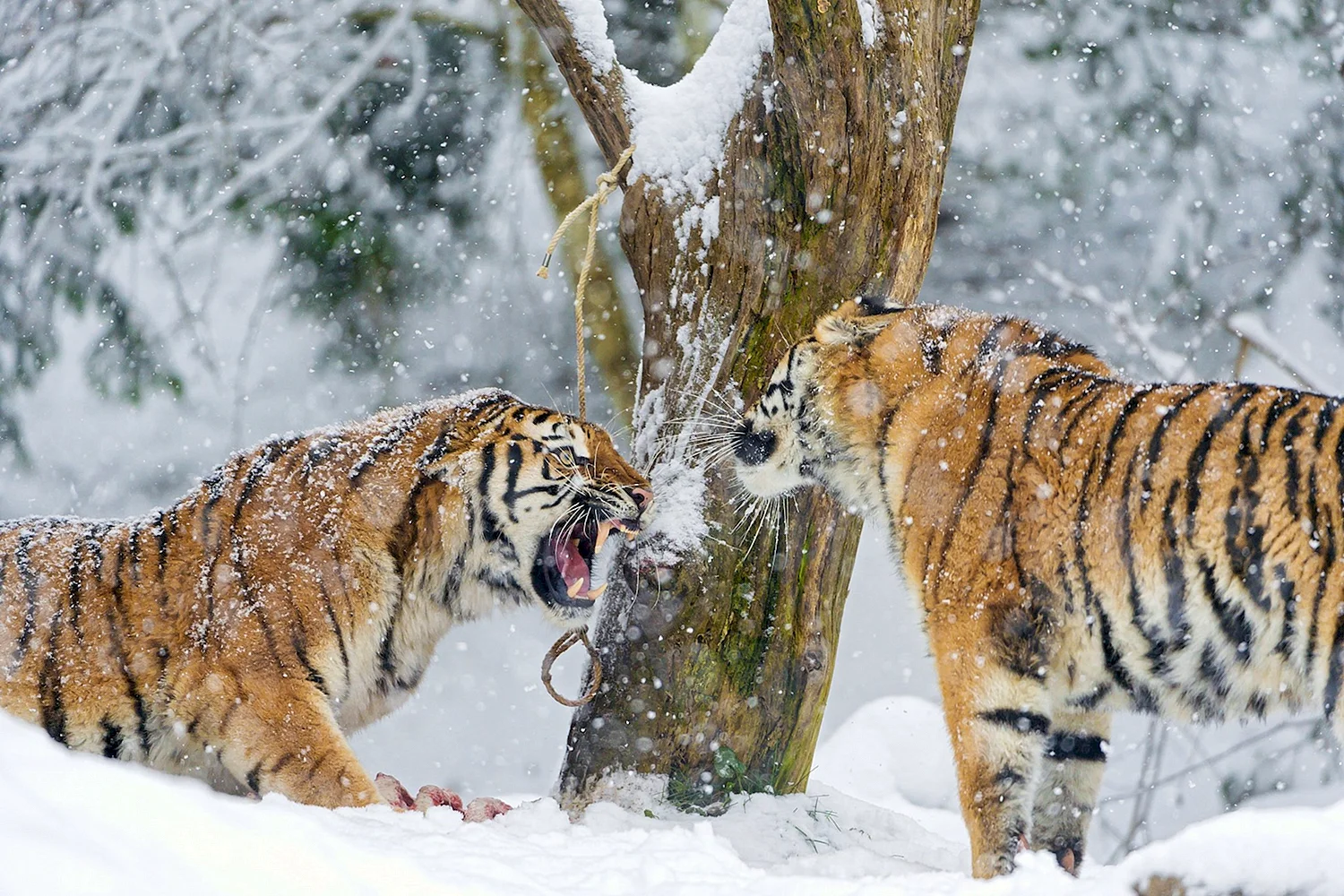 Уссурийский (Амурский) тигр Уссурийский (Амурский) тигр