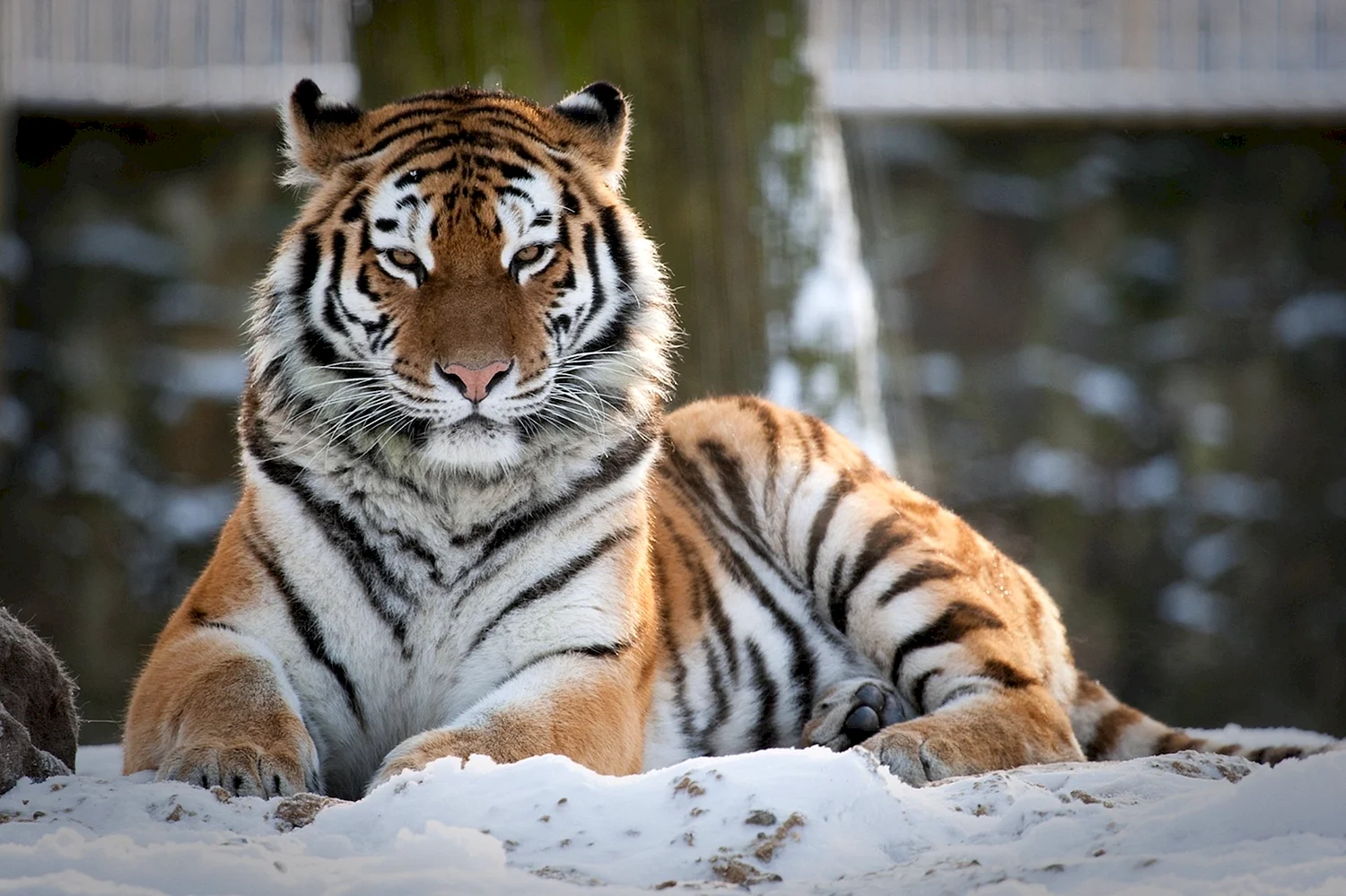 Уссурийский тигр 4к