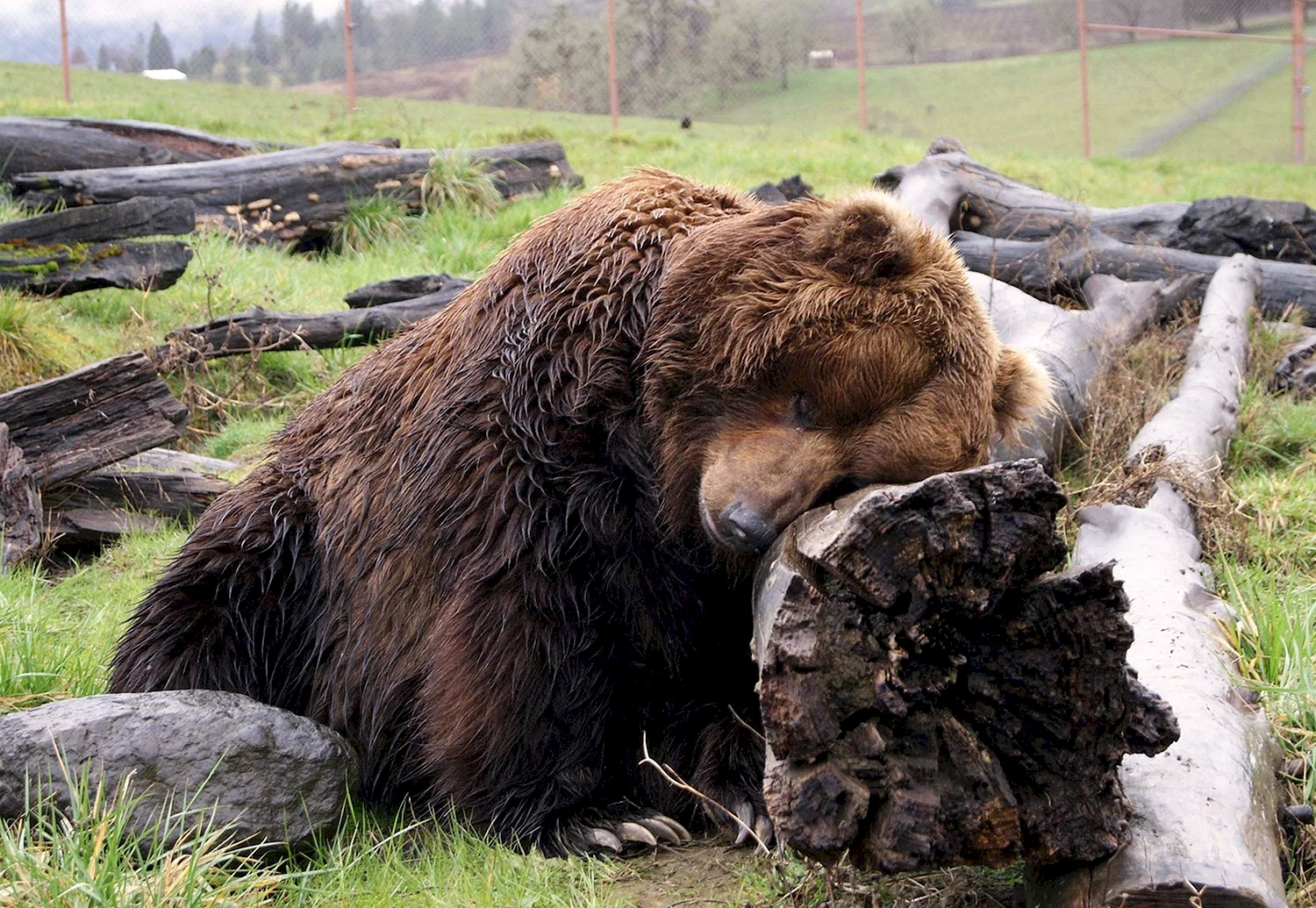 Уставший медведь