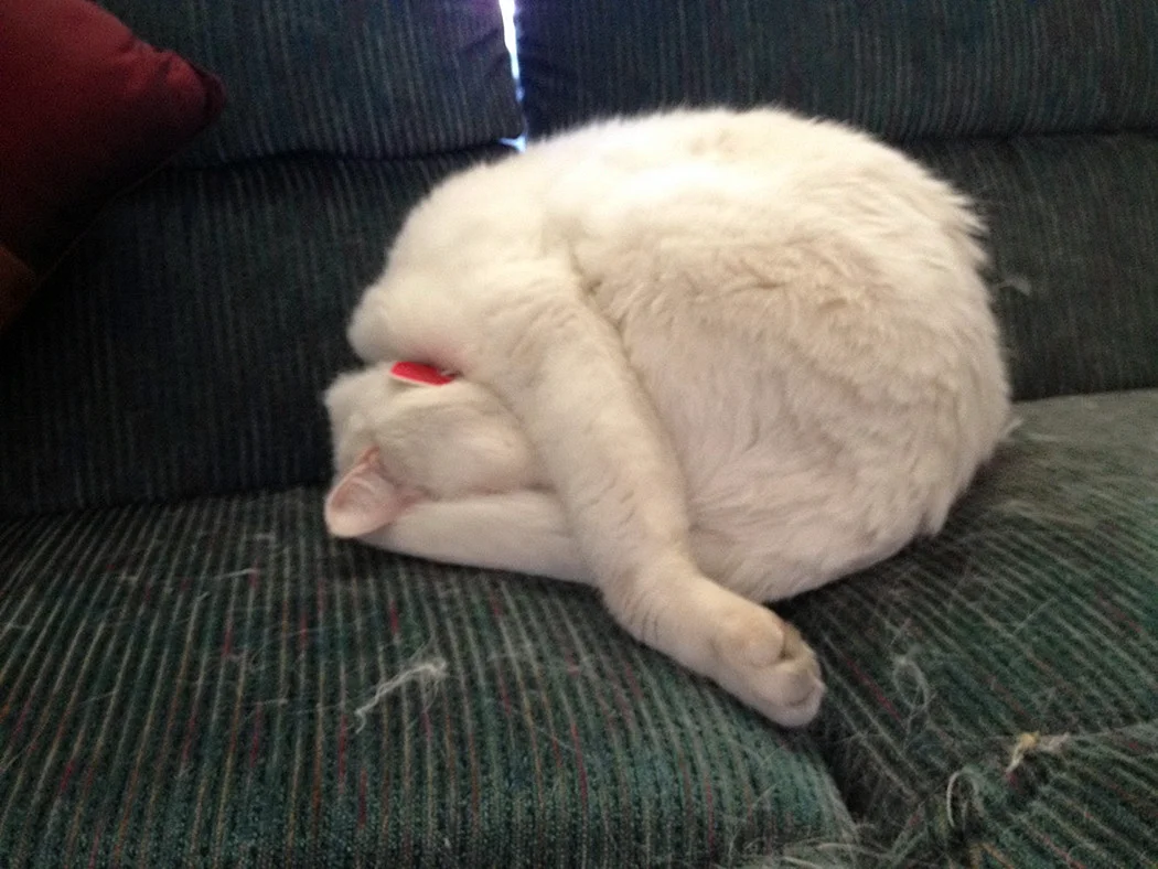 Уставший толстый кот