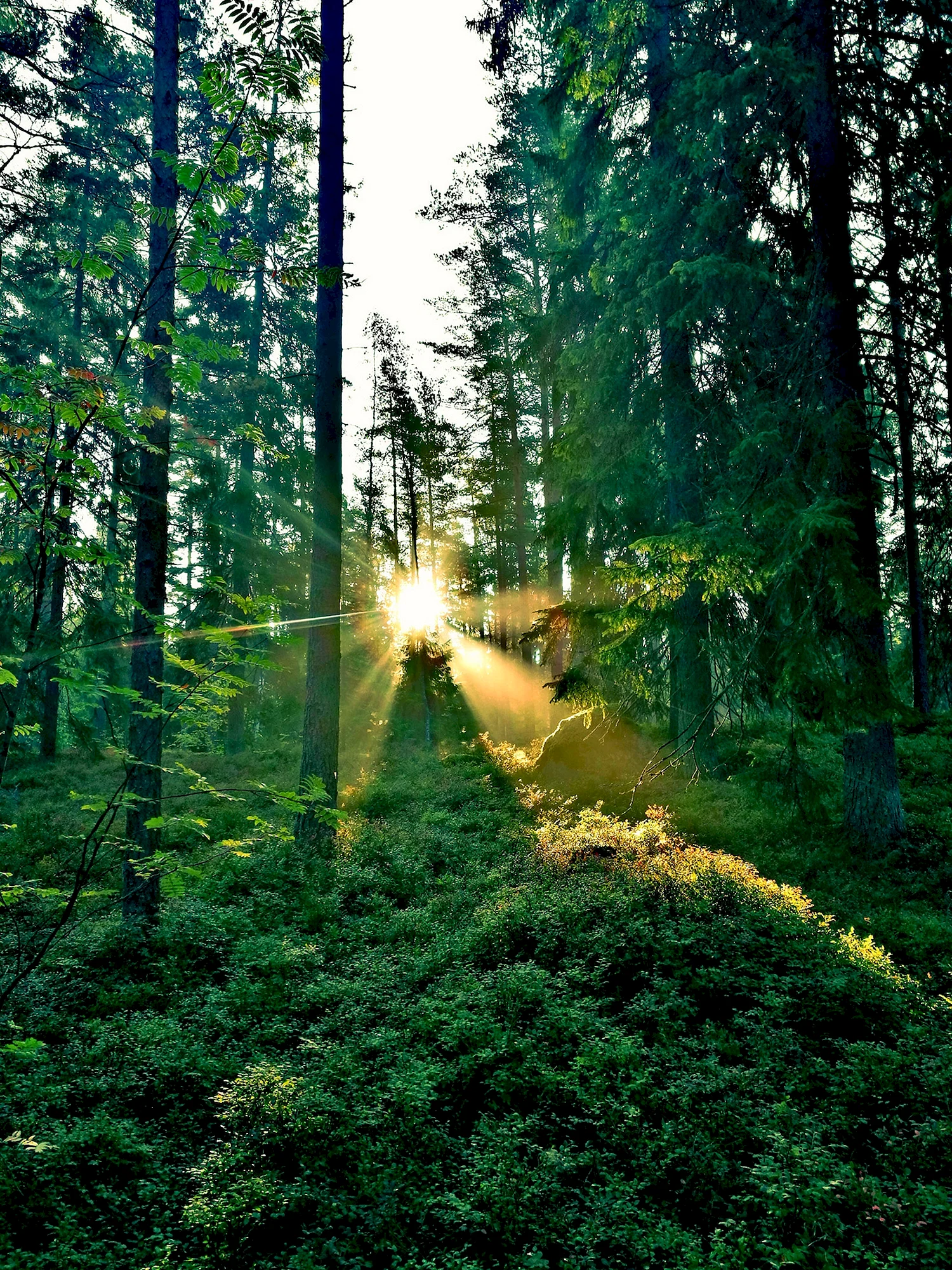 Утро в лесу